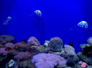 探索深海之谜,迷航手机下载尽览海底奥秘 探索深海之谜,迷航手机下载尽览海底奥秘