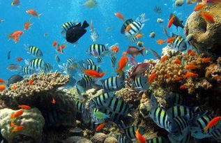 探索深海之谜,迷航手机下载尽览海底奥秘 探索深海之谜,迷航手机下载尽览海底奥秘