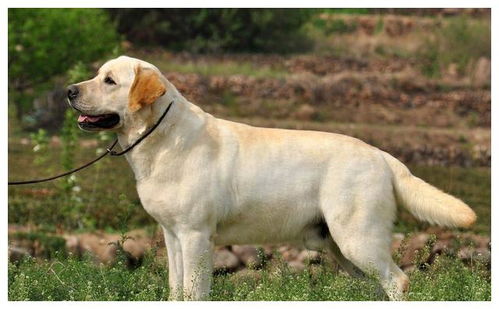 拉布拉多警长杜啦CP:新番热议,粉丝热烈讨论角色搭配与情感表现 拉布拉多警长杜啦CP:新番热议,粉丝热烈讨论角色搭配与情感表现