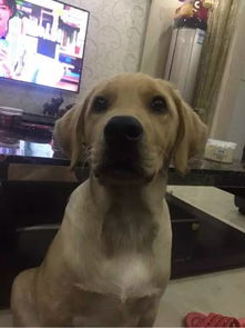 拉布拉多警长杜啦CP:新番热议,粉丝热烈讨论角色搭配与情感表现 拉布拉多警长杜啦CP:新番热议,粉丝热烈讨论角色搭配与情感表现