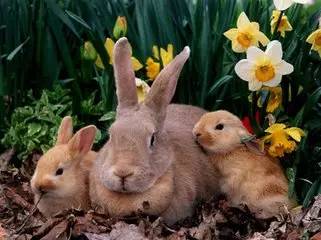 勇猛迎战!进击的肥兔闪亮登场,独领风骚征服世界 勇猛迎战!进击的肥兔闪亮登场,独领风骚征服世界