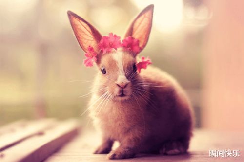 兔、狗、鼠、猴:2026澳门天天免费资科大与77778888888888精准场景解答、专家解读解释与落实,拒绝虚假的诱惑 兔、狗、鼠、猴:2026澳门天天免费资科大与77778888888888精准场景解答、专家解读解释与落实,拒绝虚假的诱惑