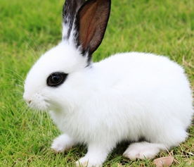 兔、狗、鼠、猴:2026澳门天天免费资科大与77778888888888精准场景解答、专家解读解释与落实,拒绝虚假的诱惑 兔、狗、鼠、猴:2026澳门天天免费资科大与77778888888888精准场景解答、专家解读解释与落实,拒绝虚假的诱惑