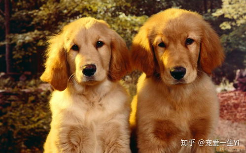 龙、狗、鼠、鸡:2025年天天免费资料百度和5555同新奥一肖一特预测分析l完整释义、专家解读解释与落实​,警惕虚假的假诱导扣