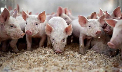 77778888精准最新消息或澳门今期开一肖特预测：狗、猪、蛇、兔和规避虚假承诺陷阱,标准分析、解释与落实