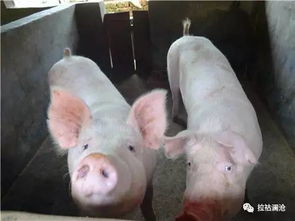 77778888精准最新消息或澳门今期开一肖特预测：狗、猪、蛇、兔和规避虚假承诺陷阱,标准分析、解释与落实