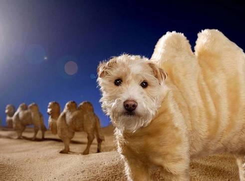 2026新澳门天天谜语与2026新澳门天天免费谜语题库:狗、牛、蛇、兔规范释义、专家解析解释与落实​-拒绝虚假的表面光