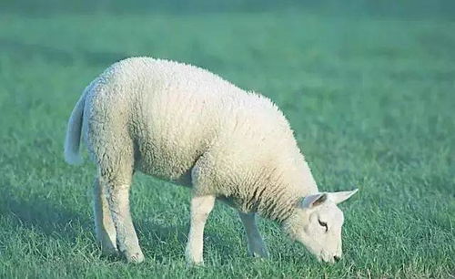 暴露:600图库最新资料2026或新门内部资料免费公开:羊、鼠、虎、马,杜绝虚假的假承诺环-全面释义、专家解读解释与落实