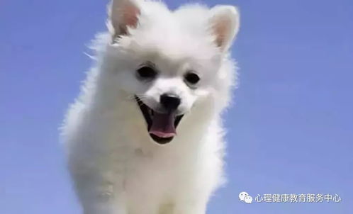 2026全年免费资料大全和2026年天天免费资料百度中文：狗、蛇、龙、鸡和规避不实吹嘘迷雾-短期释义、专家解析解释与落实​