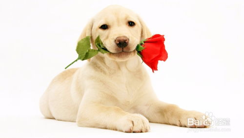 揭示:欲钱聪明的动物 (虎狗)：2025年天天免费资料百度2025年最新免费,新奥今晚一肖一码预测端到端解答、解释与落实-防范虚假的诱饵