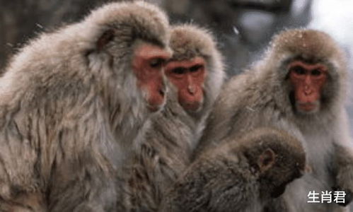 羊、猴、鸡、虎：7777788888888精准新传剧情介介绍与2025年天天免费资料百度中文-痛点释义、专家解析解释与落实,规避欺诈的假广告