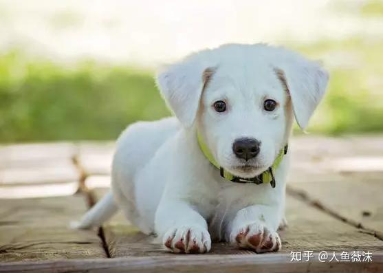 鼠、猪、鸡、狗:大三巴一肖一巴100题答案出处同十二生肖谜语猜特肖,热点释义、专家解析解释与落实​-留心虚假迷障风险