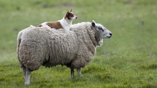 新澳一码一特一中预测澳门旅游攻略，蛇、狗、羊、鼠，与香港十二生肖游戏保障分析、专家解读解释与落实-规避伪假宣传局