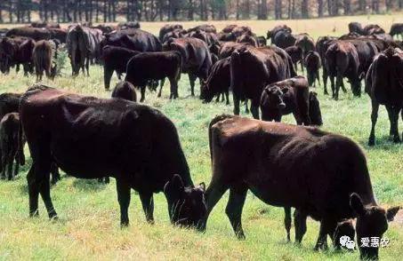 检举:牛、兔、狗、马，2025新澳天天免费正版效果解读、解释与落实-规避迷惑的假象