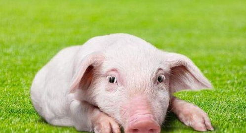 大三巴资料免费大全介绍，狗、鸡、猪、羊，及新门内部资料免费公开-警惕虚假宣传手段,场景解答、专家解析解释与落实