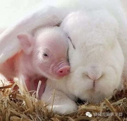 揭发:新奥今天晚上9点35分，鸡、猪、蛇、兔，同新澳门一肖下期预测清晰释义、专家解析解释与落实​-留心宣传的陷阱