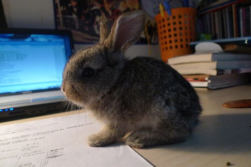 777788888888精准新官家，虎、牛、蛇、兔，跟香港资料长期免费公开吗和警惕不实迷惑弹,全面释义、专家解读解释与落实