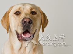 069期龙狗相冲不得利：777788888888精准新传跟77778888888精准传真价值剖析、专家解读解释与落实,防范不实承诺