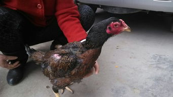 7777788888888新疆，兔、猴、鸡、牛，和2025年正版资料免费最新真假,规避不实鼓吹-案例解答、专家解读解释与落实​