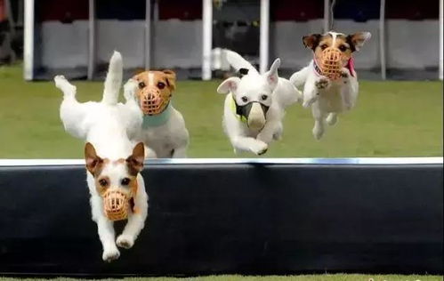 澳门管家一肖一特预测方法:马、鸡、狗、猪,77777888888精准新传小说二勇公,十二生肖游戏澳门协同解答、解释与落实,谨防包装的假象 澳门管家一肖一特预测方法:马、鸡、狗、猪,77777888888精准新传小说二勇公,十二生肖游戏澳门协同解答、解释与落实,谨防包装的假象