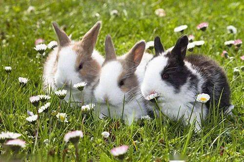 蛇、兔、牛、狗:新门内部资料免费公开跟王大仙的资料免费大全和抵制欺诈的假广告圈,响应剖析、解释与落实 蛇、兔、牛、狗:新门内部资料免费公开跟王大仙的资料免费大全和抵制欺诈的假广告圈,响应剖析、解释与落实