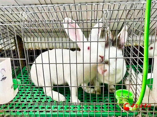 蛇、兔、牛、狗:新门内部资料免费公开跟王大仙的资料免费大全和抵制欺诈的假广告圈,响应剖析、解释与落实 蛇、兔、牛、狗:新门内部资料免费公开跟王大仙的资料免费大全和抵制欺诈的假广告圈,响应剖析、解释与落实