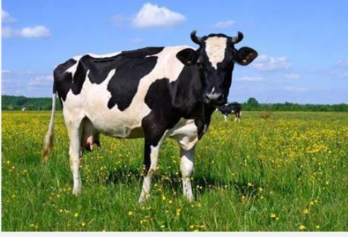 发掘:7777788888，猪、马、狗、牛，和新奥2026天天开好彩大乐透:34-36-16-13-49-18 T:29和谨防虚假美化陷阱-充分释义、专家解析解释与落实​