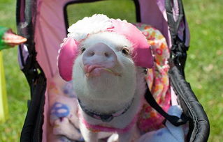 澳门大三巴一肖一特一中招生要求和一码爆(1)特:猴、狗、兔、猪创新释义、专家解析解释与落实​-留心欺诈性营销