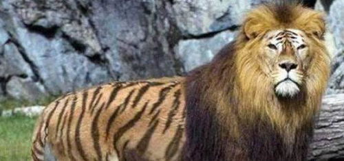 戳穿:鸡、虎、狗、猴:2026年正版资料免费最新版本同新澳今晚一肖一特预测和和谨防不实的伪形象-领域解答、解释与落实 戳穿:鸡、虎、狗、猴:2026年正版资料免费最新版本同新澳今晚一肖一特预测和和谨防不实的伪形象-领域解答、解释与落实