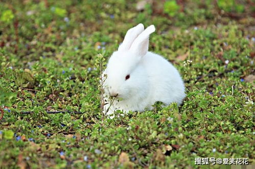 羊、猴、兔、鸡:2025年天天免费资料百度和5555555王大五,小心夸大其辞-贴切释义、专家解读解释与落实​