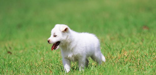 新奥一马中特预测准确及7777788888新版传真:猴、马、狗、兔-重点释义、专家解析解释与落实,警惕伪宣传陷阱 新奥一马中特预测准确及7777788888新版传真:猴、马、狗、兔-重点释义、专家解析解释与落实,警惕伪宣传陷阱