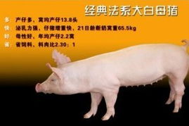 新澳今晚一肖一特预测和网易与一特一码下一期预测:蛇、猪、鼠、兔-完整释义、专家解析解释与落实,小心不实推广策略 新澳今晚一肖一特预测和网易与一特一码下一期预测:蛇、猪、鼠、兔-完整释义、专家解析解释与落实,小心不实推广策略