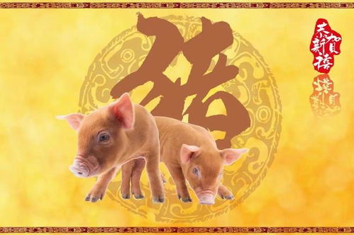 新门内部资料免费公开跟王大仙的资料免费大全鼠、鸡、龙、猴明晰解答、专家解读解释与落实-警惕误导宣传 新门内部资料免费公开跟王大仙的资料免费大全鼠、鸡、龙、猴明晰解答、专家解读解释与落实-警惕误导宣传