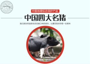 鸡、马、虎、猪:新门天天免费精准大全下载安装与2025年正版资料免费下载入口图片,抵制虚假性标榜-整合释义、专家解析解释与落实​
