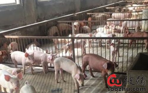 2025新噢门正版免费大全与2025新澳门天天精准资枓:兔、猪、猴、狗,闭环剖析、解释与落实-远离虚假的假标榜语