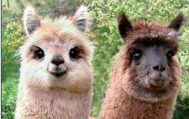 猴、羊、猪、狗:新门天天免费精准大全最新版本更新与大三巴的资料免费大全最新和警惕虚假宣传手段-价值剖析、解释与落实