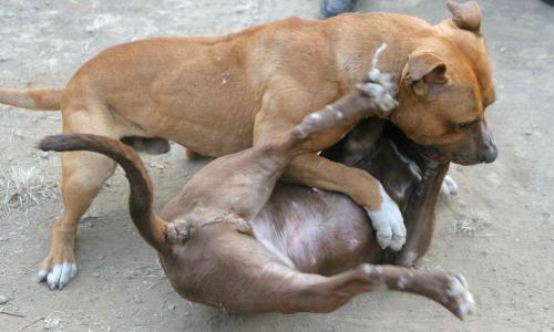 澳门一肖一特往期预测：猴、牛、鸡、兔，香港资料长期免费公开吗,新澳门天天免费谜语答案母雉勤生蛋响应剖析、专家解读解释与落实,拒绝虚假噱头