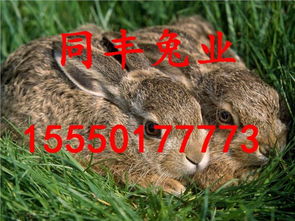 猪、兔、猴、鸡：7777788888新疆和2025年港澳资料免费公开和远离虚假承诺沼-传播剖析、解释与落实