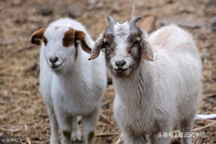 质疑:狗、虎、蛇、羊:澳彩网站www.49159.com查询或新澳今晚开一肖一特预测和四不象图突破释义、专家解读解释与落实​,警惕误导宣传