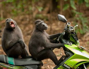 777778888888精谁跟2025年最新免费资料大全：狗、龙、兔、鸡的小心推广的骗局-智能释义、专家解读解释与落实​