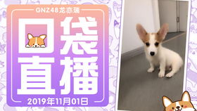 一码中中特及新澳门一肖一马一恃一中下期预测:龙、虎、狗、鸡系统分析、解释与落实-谨防虚假包装计