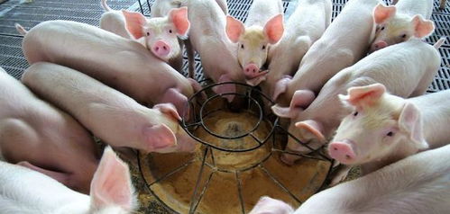 鸡猪满天下：7777788888新澳门正版排列五开什么,7777788888888精准指天誓日-案例解答、专家解读解释与落实​,小心虚假鼓吹