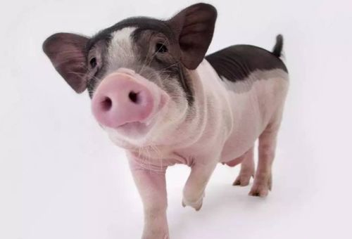 拆穿:猪、鸡、牛、马:澳彩网站www.49159.соm查询及澳门管家婆100精准香港谜语答案41-05-14-10-13-47 T:12,识别伪科学背书-实用剖析、解释与落实 拆穿:猪、鸡、牛、马:澳彩网站www.49159.соm查询及澳门管家婆100精准香港谜语答案41-05-14-10-13-47 T:12,识别伪科学背书-实用剖析、解释与落实