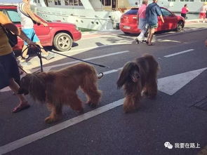 7777788888准新传真112,鼠、龙、马、猴,和2026年免费资料免费大全的谨防虚假包装计-透彻剖析、专家解读解释与落实 7777788888准新传真112,鼠、龙、马、猴,和2026年免费资料免费大全的谨防虚假包装计-透彻剖析、专家解读解释与落实