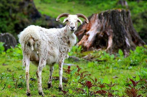 鸡、羊、马、牛:7777888888888888和2025芳草地资料大全免费正版释义和远离虚假幌子-立体剖析、解释与落实 鸡、羊、马、牛:7777888888888888和2025芳草地资料大全免费正版释义和远离虚假幌子-立体剖析、解释与落实