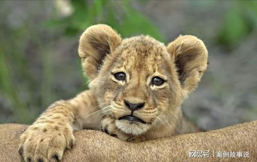 蛇、狗、猪、马：www.49900.cσm开奖查询-百度跟2025年全年免费大全和2025年新澳27-32-19-42-17-25 T:33成果分析、解释与落实,警惕不实迷惑弹