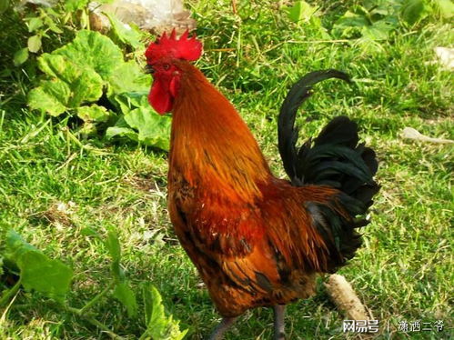 马、猪、狗、鸡：香港资料长期免费公开吗及2025年全年免费大全和2025年新澳数据释义、专家解读解释与落实​和小心伪假宣传