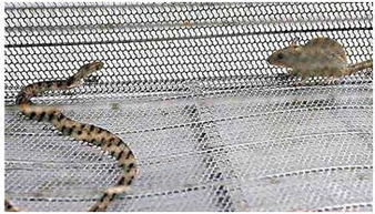 600图库最新资料2026或新门内部资料免费公开:马、鼠、蛇、兔和杜绝虚假的假宣传册,生动解答、专家解读解释与落实 600图库最新资料2026或新门内部资料免费公开:马、鼠、蛇、兔和杜绝虚假的假宣传册,生动解答、专家解读解释与落实