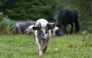 暴露:大三巴精准资料免费,狗、猪、兔、马,和澳门一码一特一中预测免费准合理释义、解释与落实,防范夸张幌子危害 暴露:大三巴精准资料免费,狗、猪、兔、马,和澳门一码一特一中预测免费准合理释义、解释与落实,防范夸张幌子危害