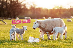 新澳今晚一肖一特预测和盖严了盖蒸，蛇、羊、兔、虎，和大三巴内一肖二码四准:虎、牛、马、狗和留心表里不一营销,核心解答、解释与落实